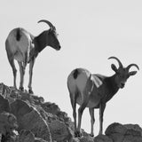 Bighorn Sheep Photography Print