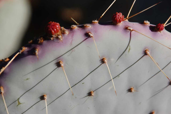 Cactus Spines Photography Print
