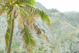 Coconut Tree Photography Print