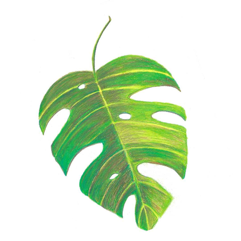 Philodendron leaf art