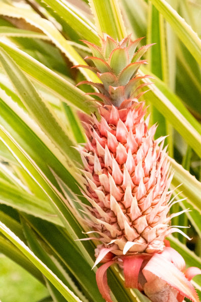 Pink Pineapple Photography Print