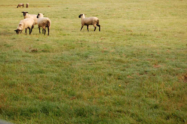 Sheep in the Meadow Photography Print