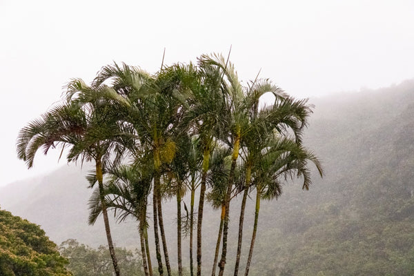 Tropical Rain Shower Photography Print | Limited Edition